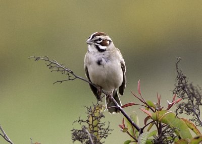 American Lark Sparrow