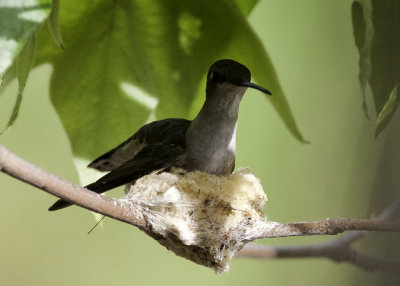 Costa's Hummingbird