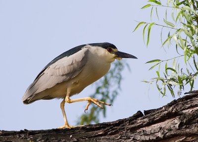 Black-crowned Night Heron