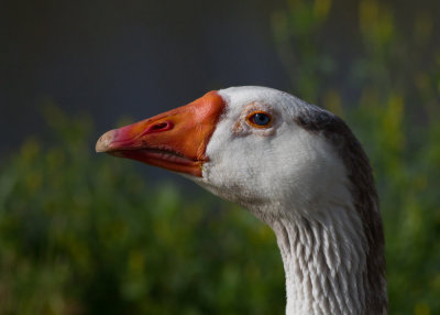 Domestic Graylag Goose