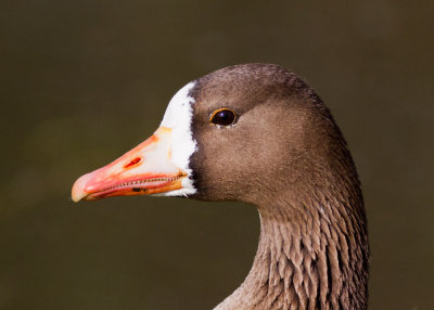 Greater White-fronted Goose