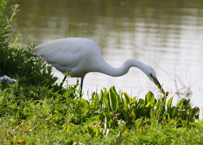 Little Blue Heron