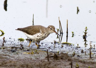 Spotted Sandpiper