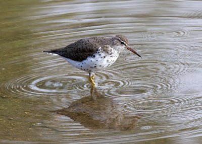 Spotted Sandpiper