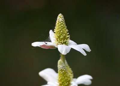 Yerba Mansa (Anemopsis californica)