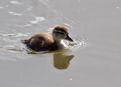 Wood Duck