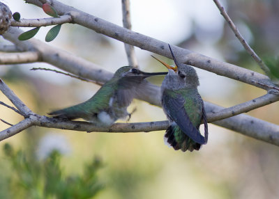 Anna's Hummingbird-mating sequences