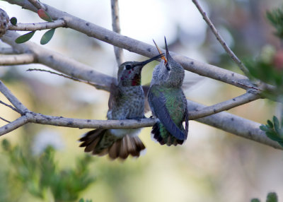 Anna's Hummingbird-mating sequences
