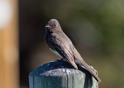 Black Phoebe