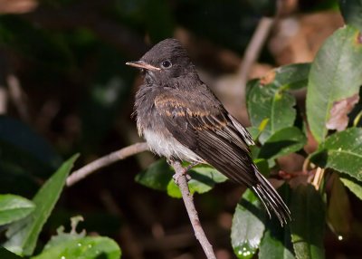 Black Phoebe