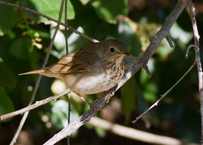 Hermit Thrush