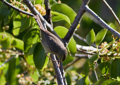 Orange-crowned Warbler