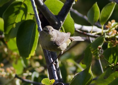 Orange-crowned Warbler