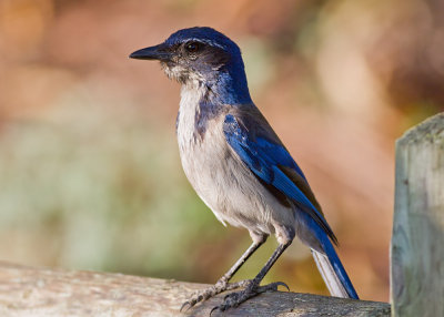 Western Scrub Jay