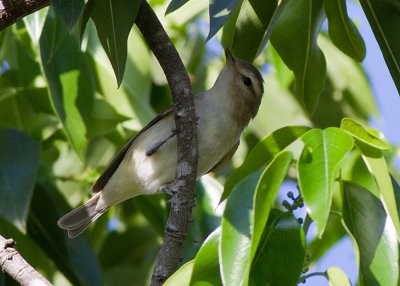 Warbling Vireo