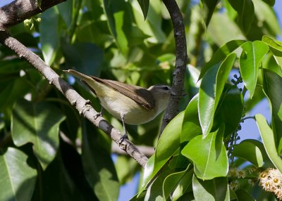 Warbling Vireo