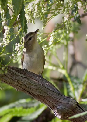 Warbling Vireo