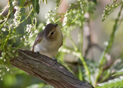 Warbling Vireo