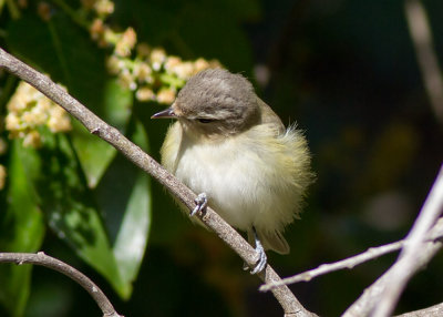 Warbling Vireo