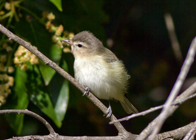 Warbling Vireo