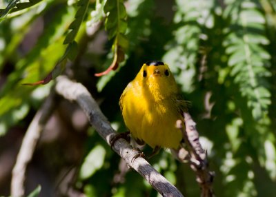 Wilson's Warbler