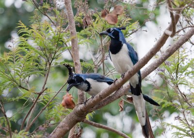 Black-Throated Magpie Jay
