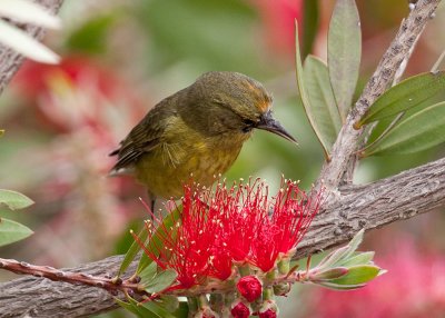 Orange-crowned Warbler