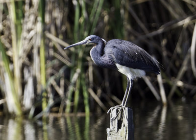 Tricolored Heron