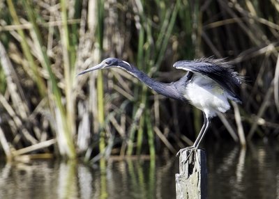 Tricolored Heron