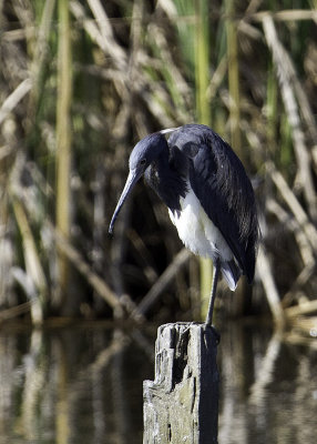 Tricolored Heron