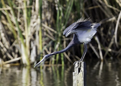Tricolored Heron
