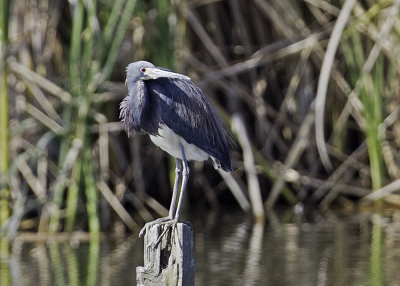 Tricolored Heron