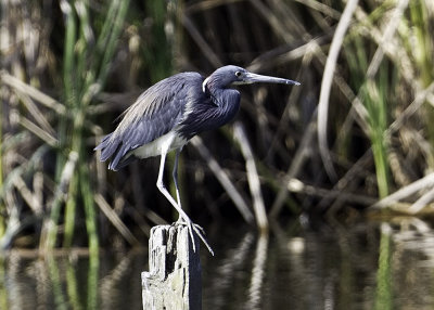 Tricolored Heron