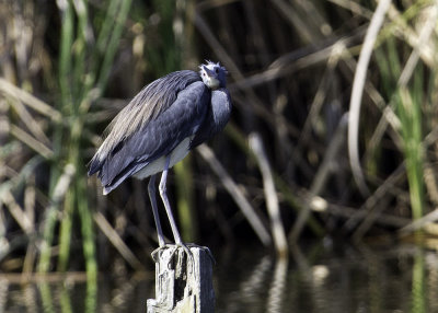 Tricolored Heron