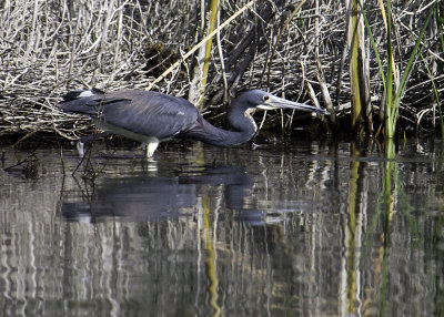 Tricolored Heron
