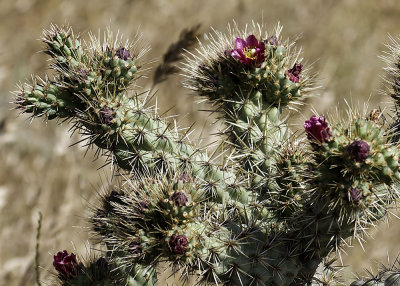 Coastal  Cholla (Cylindropuntia prolifera)