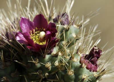 Coastal  Cholla (Cylindropuntia prolifera)