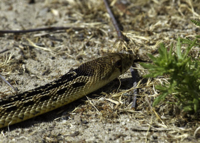 Gopher Snake