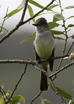 Ash-throated Flycatcher