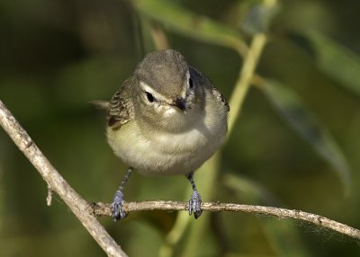 Warbling Vireo