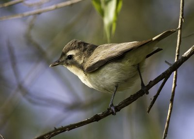 Warbling Vireo