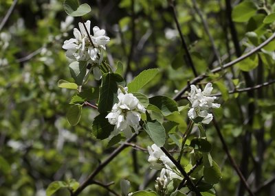 Utah Service-berry (Amelanchier utahensis)