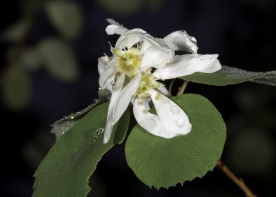 Utah Service-berry (Amelanchier utahensis)