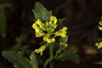 Yellow Cress (Rorippa  palustris occidentalis)