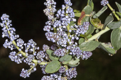 Chaparral Whitethorn (Ceanothus leucodermis)