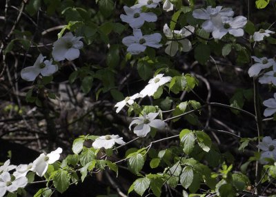 Mountain Dogwood (Cornus nuttallii)
