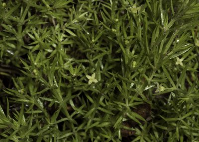 Moss Bedstraw (Galium andrewsii)