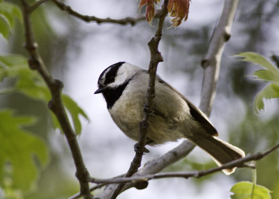 Mountain Chickadee