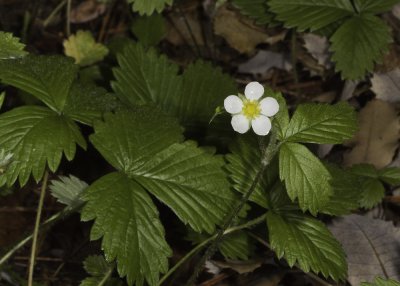 Wood Strawberry (<em>Fragaria vesca</em>)