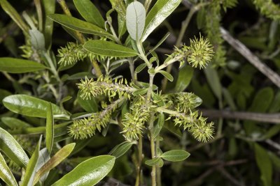 Arroyo Willow (Salix lasiolepis)